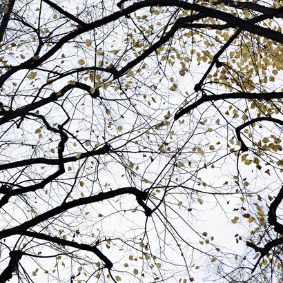 Quando molte parti interagiscono, possono nascere proprietà nuove che non esistono nei singoli elementi presi separatamente