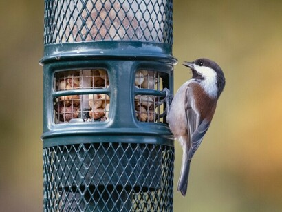 A brown and white bird spreads its wings, breaking free from its black cage