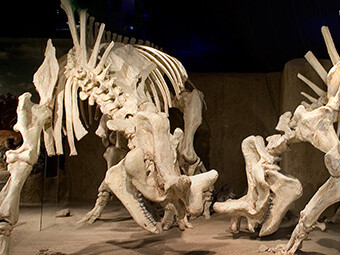Mammal Hall. Courtesy of Royal Tyrrell Museum