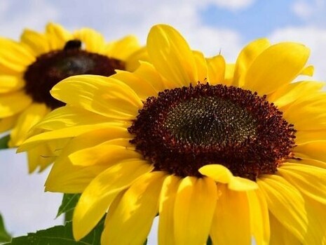 Mais do que uma curiosidade, a sequência de Fibonacci representa um elo entre ciência e arte, entre ordem e caos. Mostra que o universo tem um tipo de lógica subjacente, mas também espaço para o imprevisível. A natureza, afinal, é matemática viva, e Fibonacci apenas nos ajudou a enxergar esse segredo