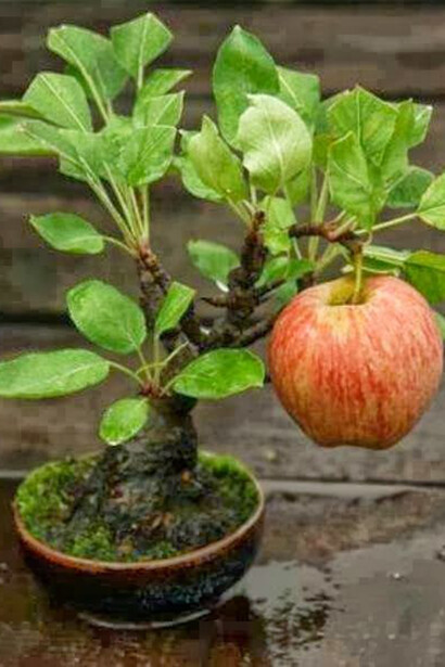 Bonsai apple tree