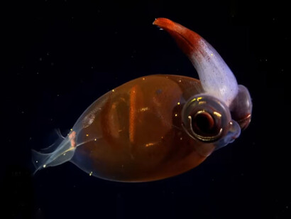 La campaña no solo explora los fondos marinos, sino también las profundidades de una sociedad que aún resiste, investiga y colabora, incluso cuando se la empuja hacia el aislamiento y el desmantelamiento