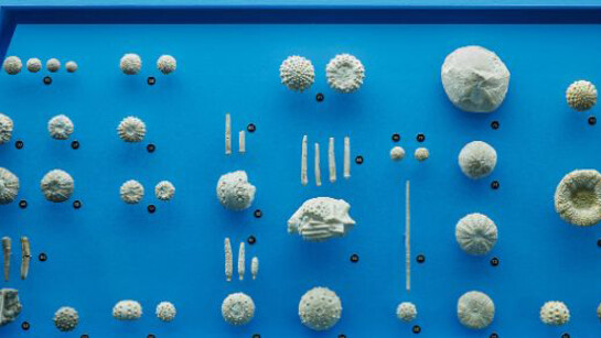 Ammonite & Thunderbolt. Courtesy of Naturhistorisches Museum Basel