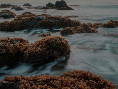 Seaweed is a possible solution to reduce greenhouse gas emissions