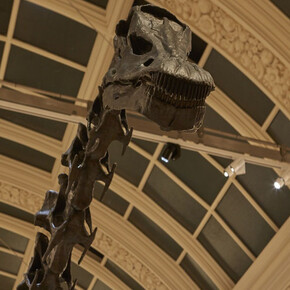 Dippy on Tour. Courtesy of Birmingham Museum and Art Gallery