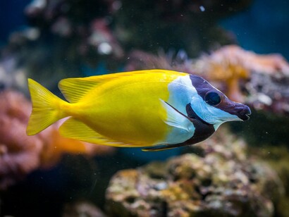 Ocean warming has also contributed to changes in the biogeography of organisms ranging from phytoplankton to marine mammals
