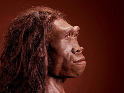 Paleoanthropology is the history of how homonids became humans
