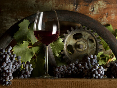 Cannonau of Gallura with its black grapes