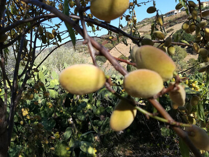 La gran lección de las plantas podría ser, entonces, también una lección para nuestra civilización. Una lección sobre la duración, la resiliencia, la capacidad de adaptarse sin malograr, la fuerza de la cooperación y la inteligencia de las redes. Almendro, Cerdeña, Italia