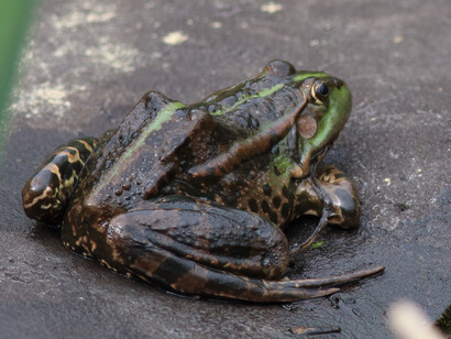 Marsh Frog RSPB Rainham Marshes © Gehan de Silva Wijeyeratne