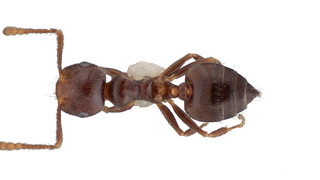 Underground Adventure. Courtesy of Field Museum