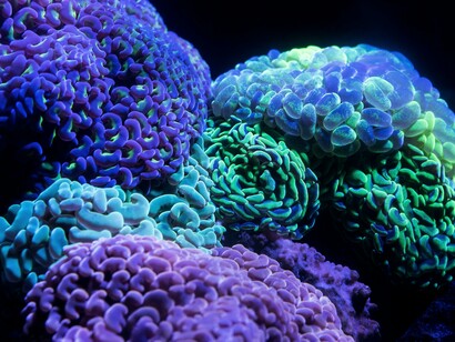 The Gulf of Aqaba is one of the marine regions with a highly fluctuating environment