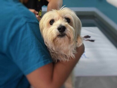 One of the most challenging aspects that vet nurses have to deal with regularly is the euthanization of sick animals