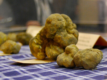 White truffles © Jessie Gubbins