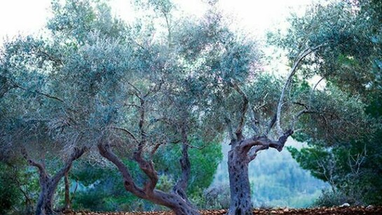 Miri Davidovitz, Olive Grove