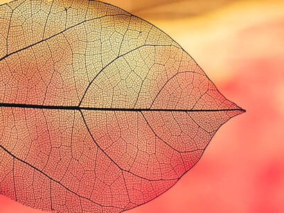 Vibrant, translucent orange autumn leaf in an abstract art style