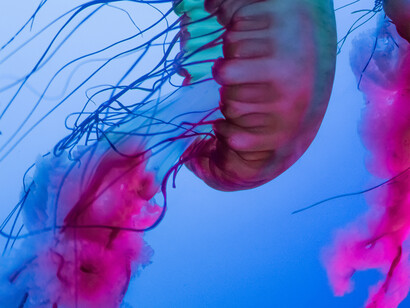 Le meduse infestano sempre più le acque del Mediterraneo