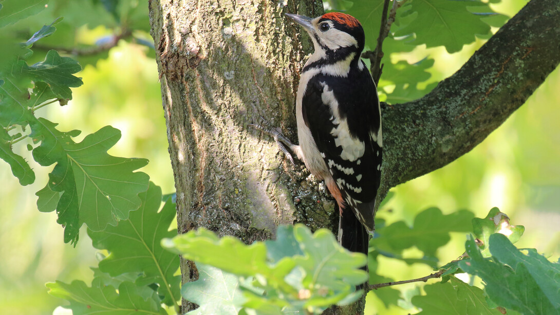 Great Spotted Woodpeckers live high up in London's wooded areas