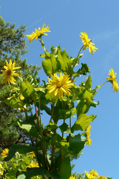 Silphium perfoliatum L.