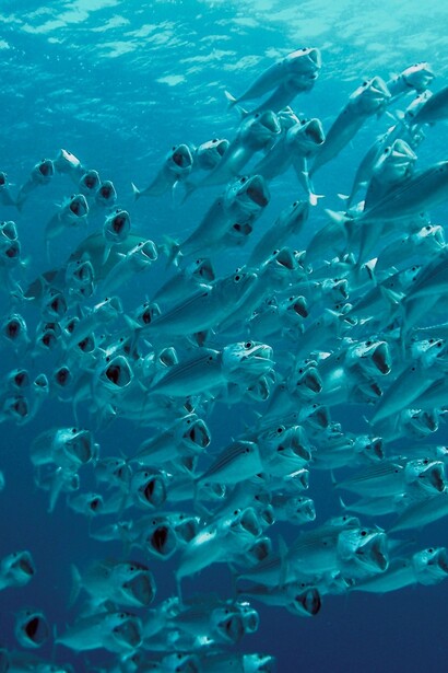 La ricerca svolta a bordo di Gaia Blu contribuisce allo sviluppo di strategie sostenibili per la pesca, la tutela delle aree marine protette e la prevenzione del rischio ambientale