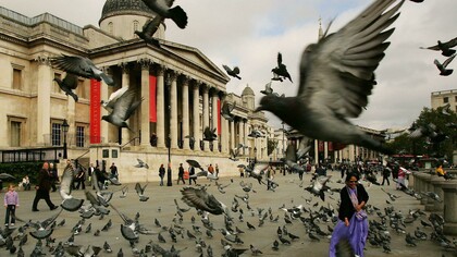 Bandada de palomas en Trafalgar Square, Londres