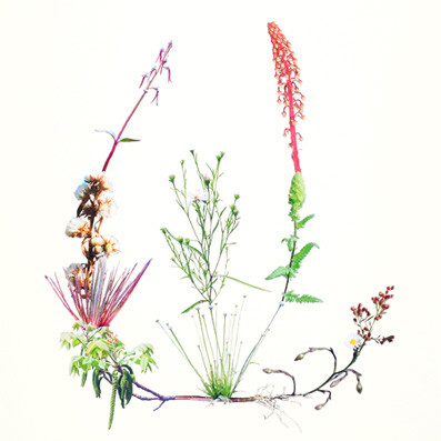 Jennifer Wanner. Second Nature. Courtesy of Glenbow