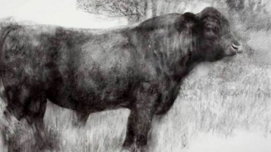 Bridget Macdonald, Bull in Flowering Meadow, 2011, charcoal on paper, 122 x 153 cm