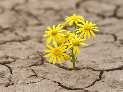 Las palabras son guía de nuestros pensamientos que nos sumergen en la esperanza o en la desesperación