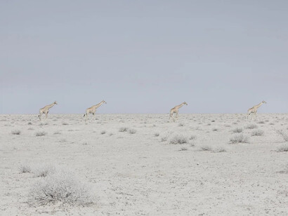 Maroesjka Lavigne, Four giraffes (detail), Namibia, 2015. Courtesy of Robert Mann Gallery 