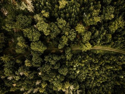 Tanto un albero è come un ombrello se piove