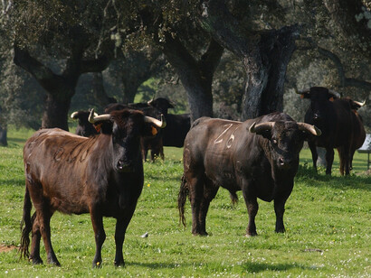 Uma manada de touros