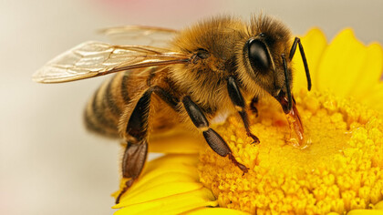 To Bee or Not to Bee