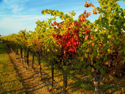 Vigna di Sagrantino, Umbria, Italia