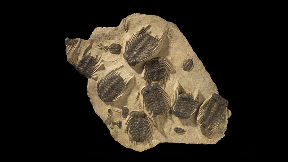 Dawn of Life. Courtesy of ROM