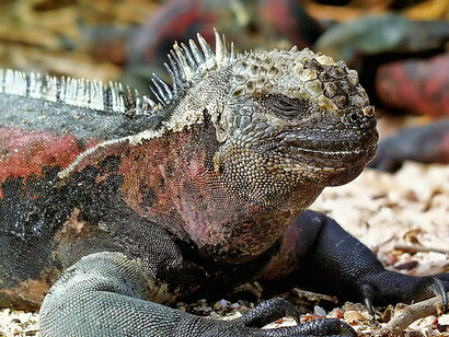 Iguane des Galápagos. Les échanges dette-nature génèrent un intérêt nouveau
