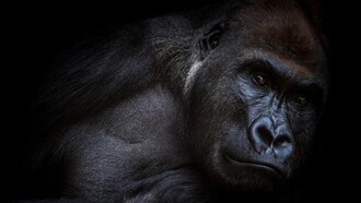 Jefes que se comportan como gorilas (con perdón para los gorilas)