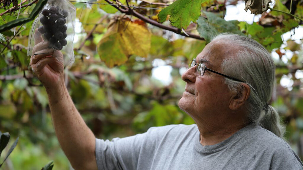 Virgilio Vidor trabajando en sus viñedos