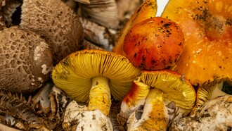 A micologia é o ramo da biologia que estuda os fungos, incluindo suas características, classificações, ecologia, importância económica e aplicações