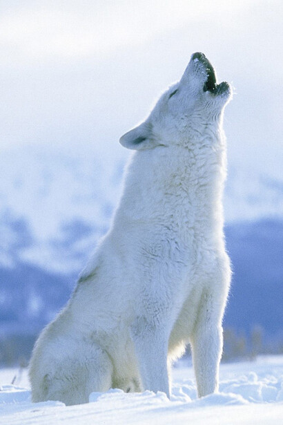 Un demonio dagli occhi rossi