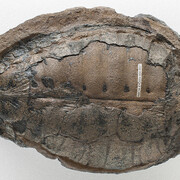 Paleontology. Courtesy of Royal BC Museum