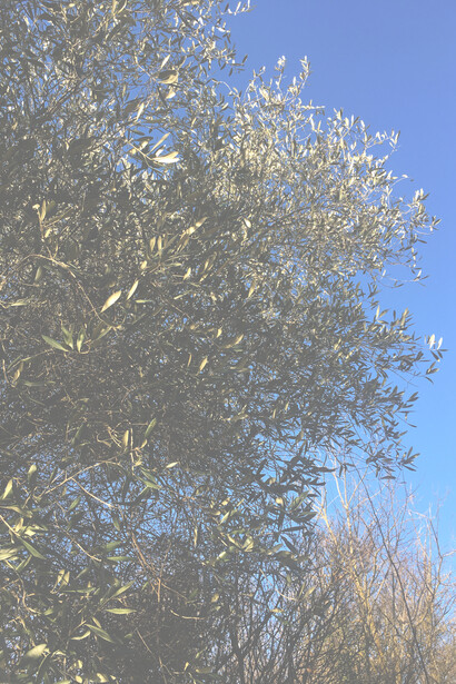 Un olivo lasciato naturale sente la forza della natura più di quelli addomesticati