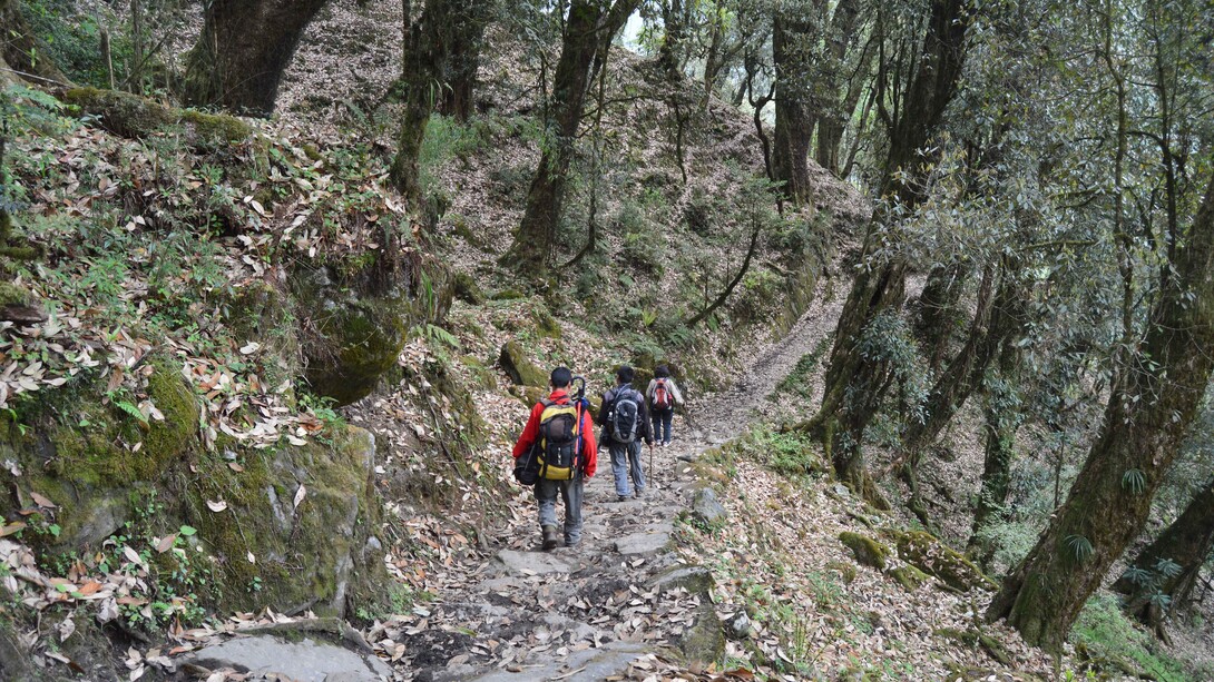 A walk into the woods, such as in Sikkim, North-East India, is a way to get 'out of the woods'! © Ashish Kothari