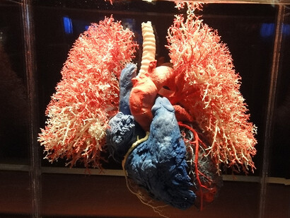Human Bodies. Pulmones y corazón