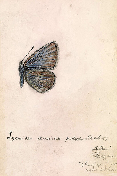 «Lycaeides ismenias» (Nabokov)