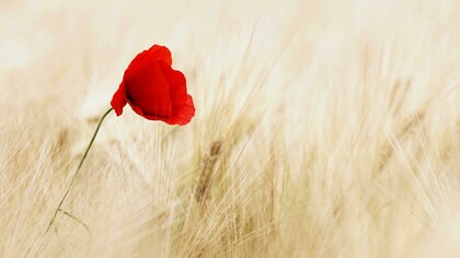 Papavero rosso. La ricerca dell'amore dentro di noi: un viaggio verso l'essenza