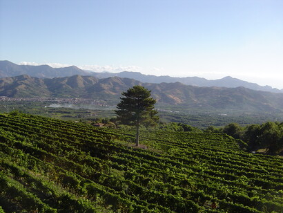 Etna DOC, vigneto