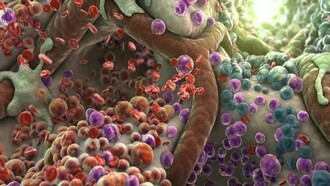 Le cellule staminali