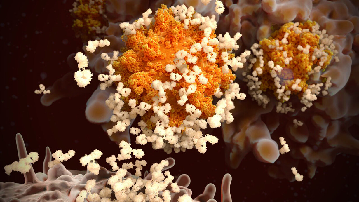 Anticuerpos liberados por linfocitos B atacan a un coronavirus que es absorbido por un macrófago