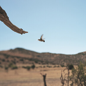 Jean-Luc Mylayne. Courtesy of Long Museum