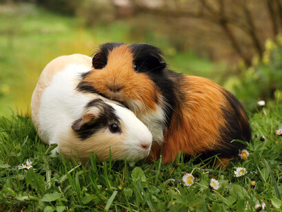 Pareja de cuyos, especie descrita por primera vez por el naturalista suizo Conrad von Gesner en 1554